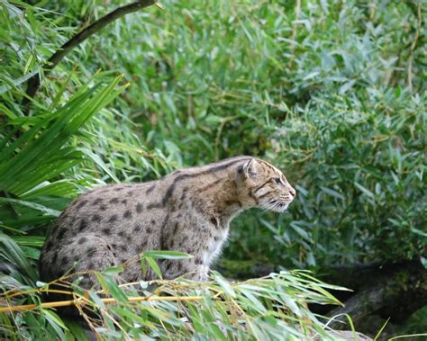 Fishing Cat Facts .
